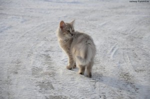 unser Schneeleopard