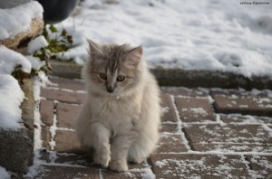 erste Schritte im Schnee