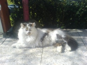 im Frühling