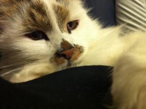 Best Cat ever